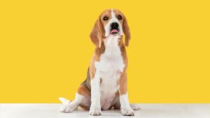 perros con orejas largas