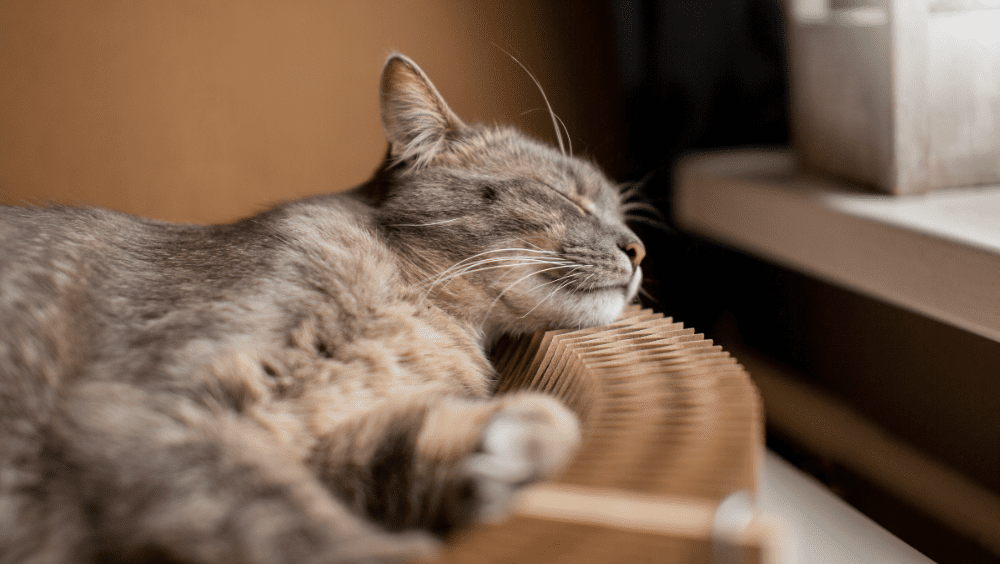 Por qué los gatos duermen tanto