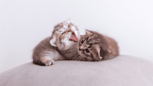 Por que los gatos duermen tanto