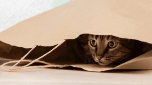 Por que los gatos duermen tanto