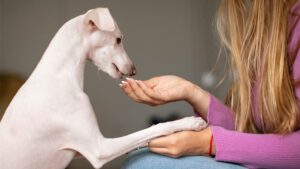 Tipos de Alergias en Perros