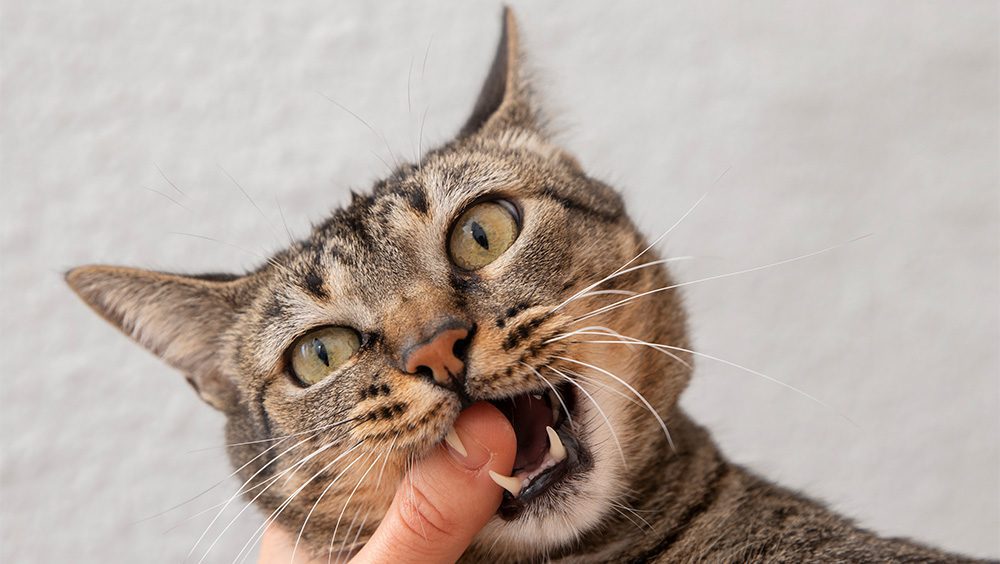 por qué mi gato me muerde