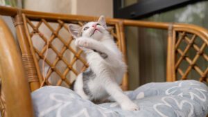 por qué mi gato me muerde