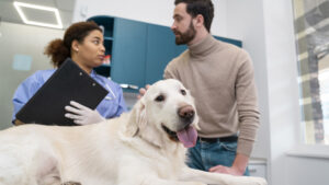 Cómo Saber si Mi Perra Está en Embarazo